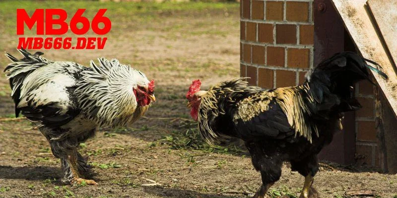 Trận đấu đá gà MB66 có 3 loại kèo cược chính