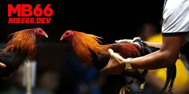 Vài thông tin cần biết về đá gà MB66